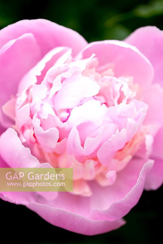 Detail of single pink flower. Villa Singer Garden. Milan. Italy