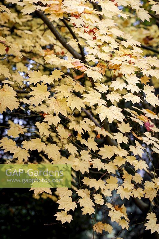 Acer japonicum, Full Moon Maple