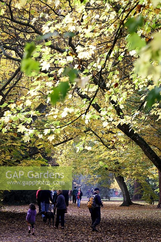 Visitors walking amongst the autumn trees at Westonbirt Arboretum in Gloucestershire