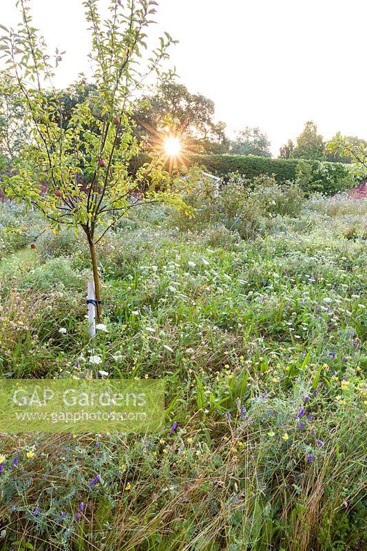 Wildflowers, supplied by Wildflower Turf Ltd, flower beneath an orchard of Pear, Apple and Plum trees in a modern Cheshire country garden, designed by Louise Harrison-Holland