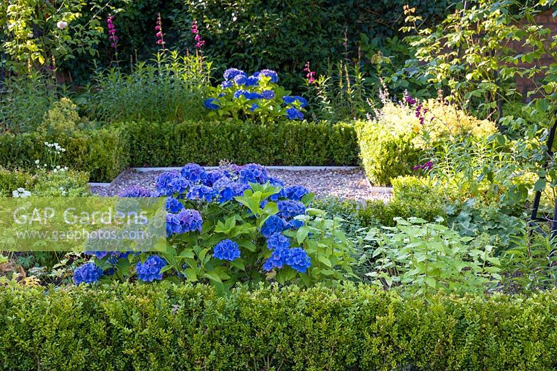 Part of a courtyard area in a modern Cheshire country garden, designed by Louise Harrison-Holland. Planting includes clipped box hedging, Hydrangea macrophylla and Penstemons