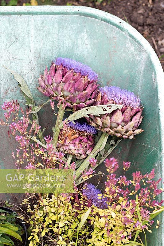 Cynara Scolymus - Harvested Globe artichoke flowers in a wheelbarrow - August - Warwickshire