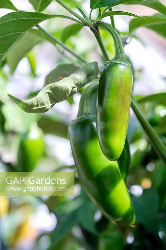 Capsicum annuum - Jalapeno chili pepper
