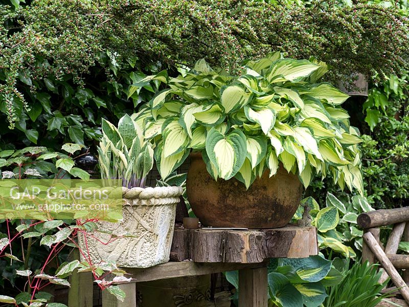 Very large terracotta pots containing variegated Hosta's placed at eye level to add another dimension to the garden.