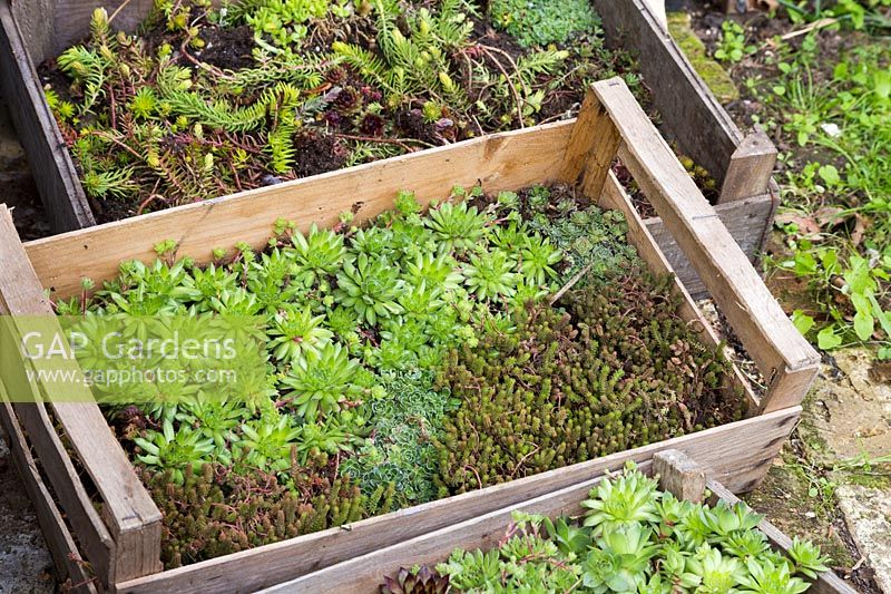 Succulents needed to plant onto living roof