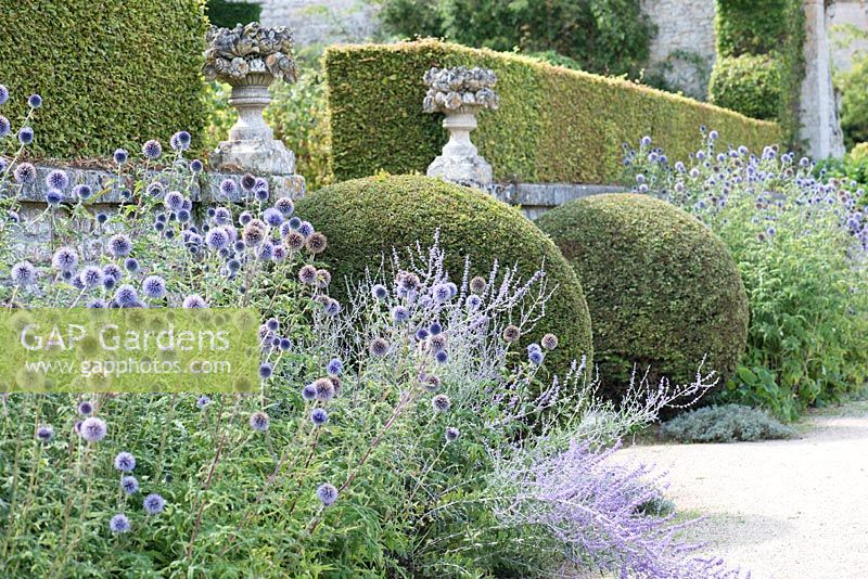 Echinops ritro 'Veitch's Blue' and topiary at Chateau de Brecy, Normandy, France