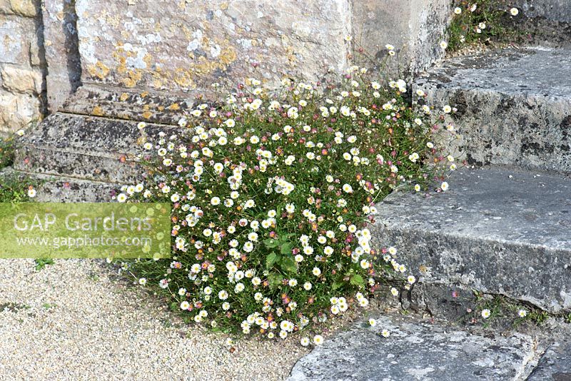 Erigeron karvinskianus - Mexican Fleabane growing against stone steps