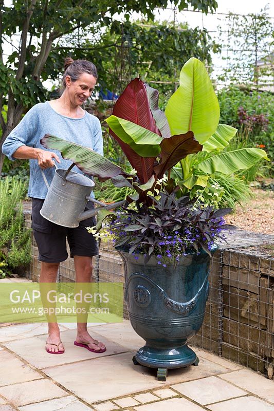 Woman watering glazed french pot with Ensete 'Maurelii', Musa basjoo, Ipomoea 'Bright Ideas Black', Helichrysum Gold and Lobelia 'Compact Dark Blue'