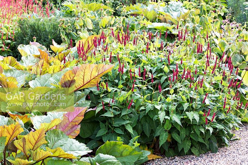 Planting combination of Persicaria amplexicaulis 'Blackfield' and Rheum 'Ace of Hearts' in August
