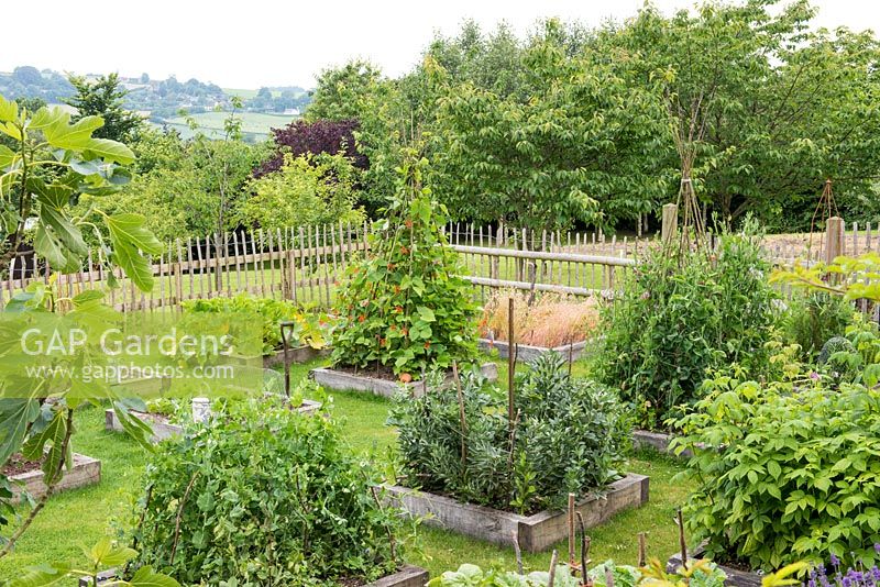 Vegetable garden with raised beds containing Broad Beans, Autumn Raspberries, Runner Beans, Courgette, Sweet Peas and Sugar Snap Peas