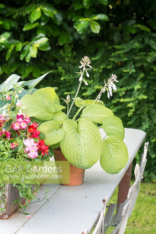 Hosta and Begonia in pots on a rustic table