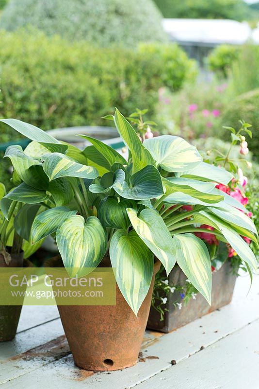 Hostas in pots grown on the table to escape the slugs