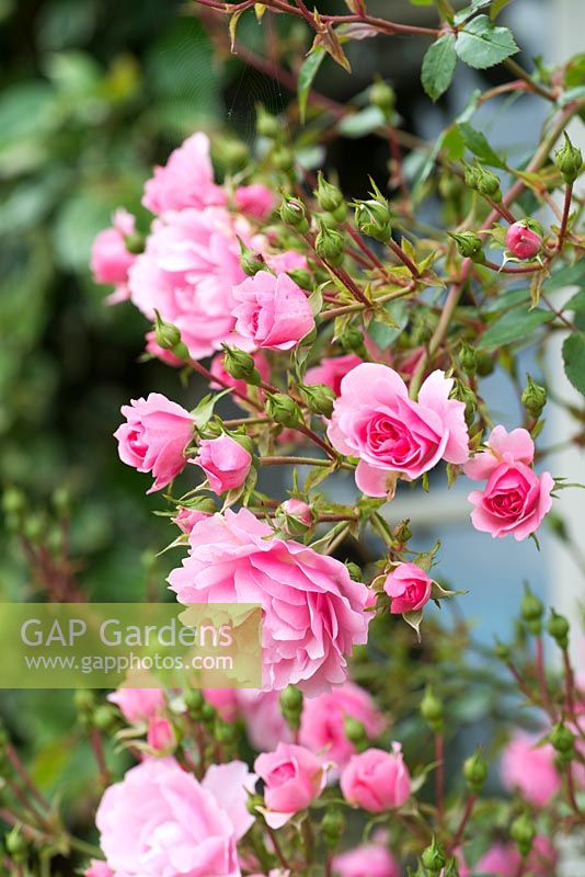 Rosa - pink climbing rose