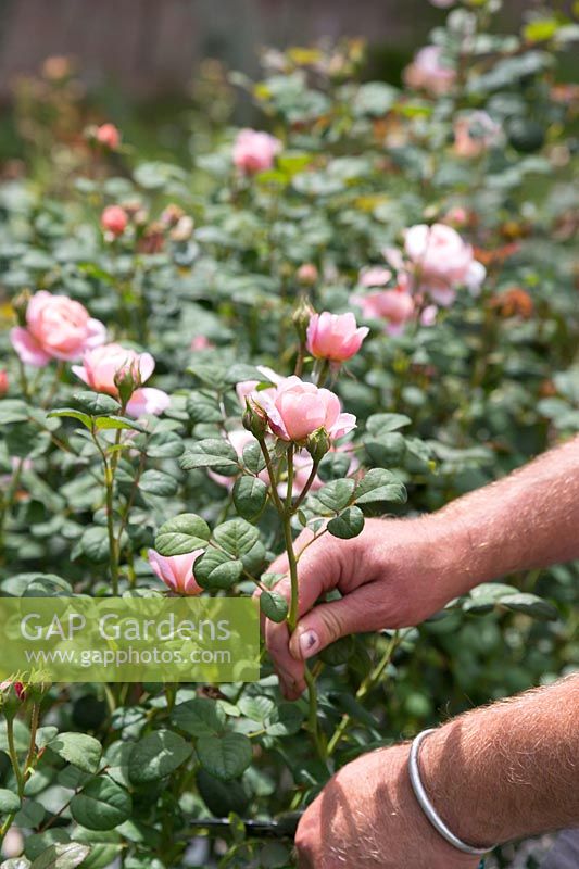 Man picking Rosa - Pink roses for arranging