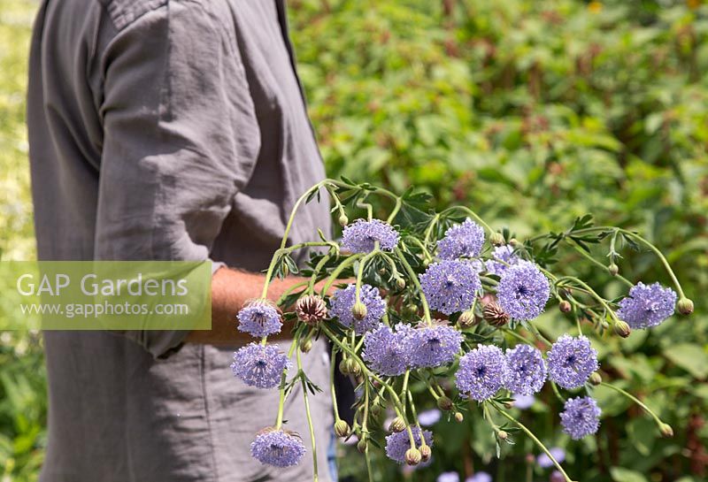 Man picking blue flowers