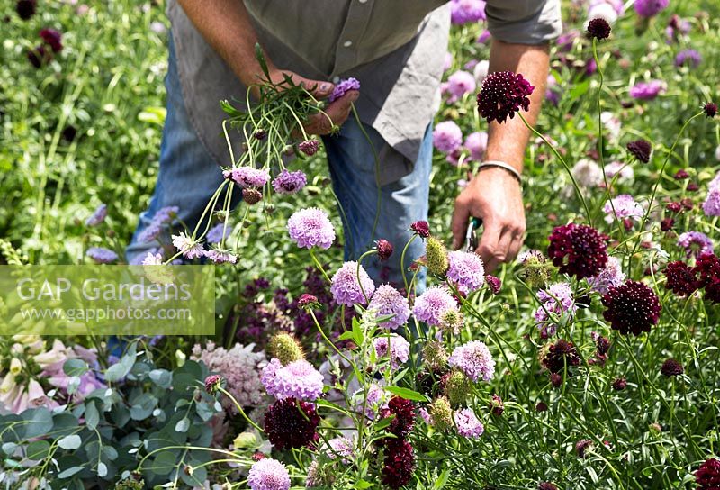 Man picking Knautia for flower arranging