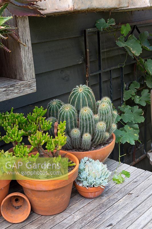 A collection of potted cactus and succulents in terracotta pots on a small timber table 