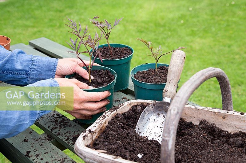 Pressing down compost around rooted cutting of Sambucus 'Black Lace'