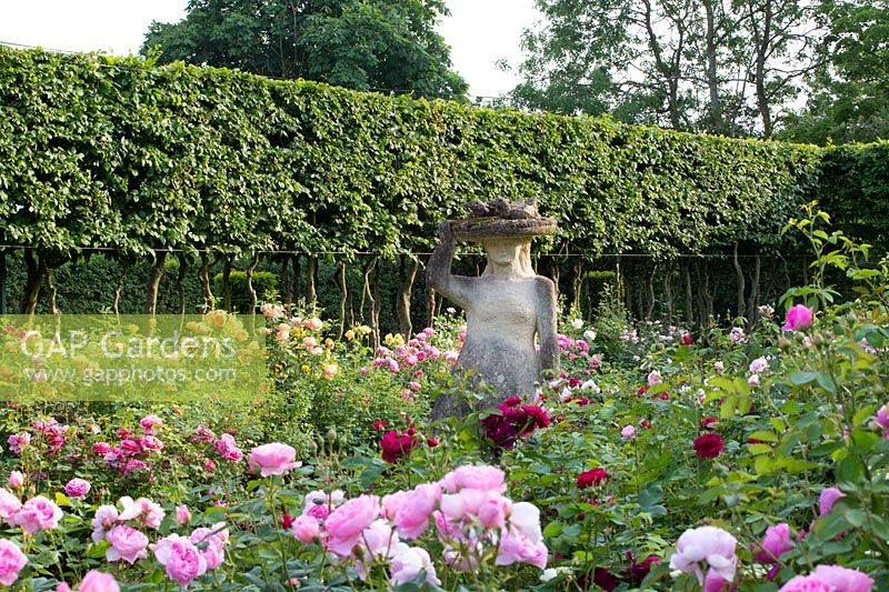 David planted the rose garden in 2015 and placed one of his favourite sculptures by Pat, his wife of the Lady with the ducks on her head on the grass path between the two borders.