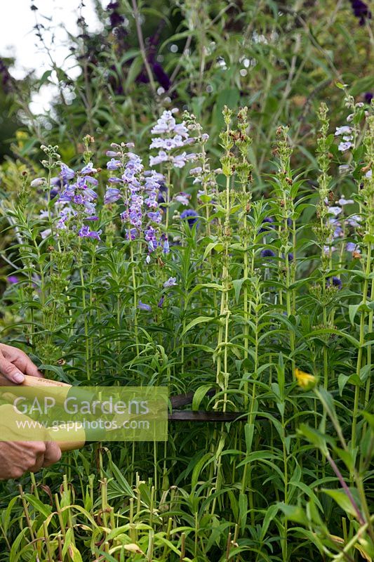 Deadheading Penstemon 'Sour Grapes' with hedge cutters