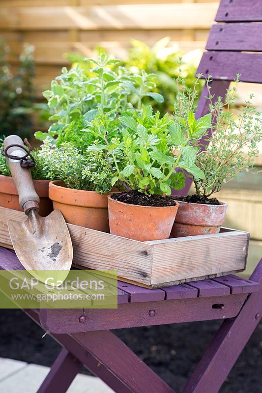 Selection of potted herbs in wooden tray