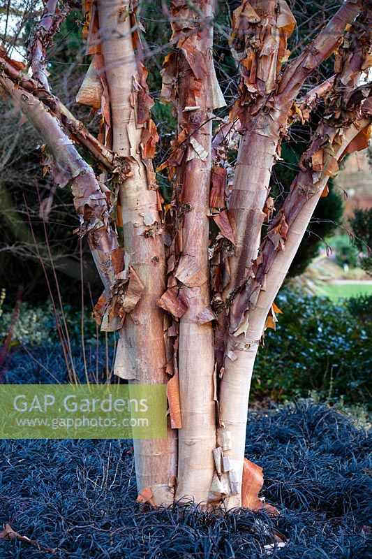 Acer griseum underplanted with Ophiopogon planiscapus 'Nigrescens' in Winter border