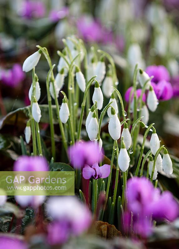 Galanthus nivalis and Cyclamen coum, Bulbs, February.