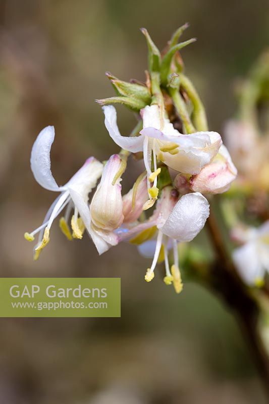 Lonicera x purpusii 'Spring Romance' - Winter honeysuckle