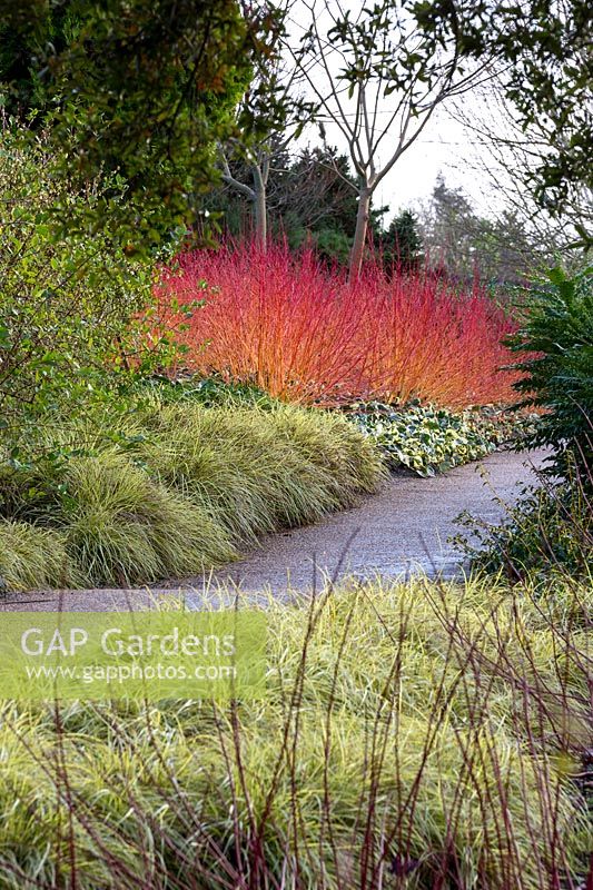 Colourful Winter view at The Savill Garden, Surrey.