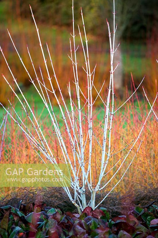 Colourful Winter combination with Snake-Bark Maples - Acer tegmentosum 'Valley Phantom', Dogwoods - Cornus sanguinea 'Midwinter Fire' and Bergenia 'Overture' at The Savill Garden, Surrey.
