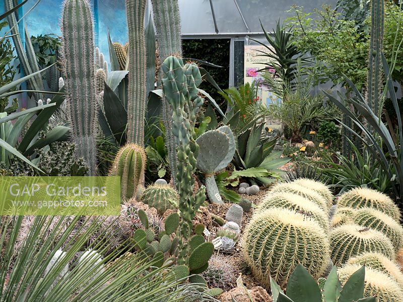 Cactus and Succulent collection with Echinocactus, Agave, Yucca, Opuntia and Pachycereus pringlei