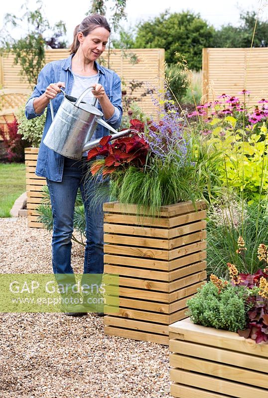 Woman watering wooden planter with Stipa tenuissima 'Ponytails', Coleus 'Wall Street' and Perovskia atriplicifolia 'Blue Spire'