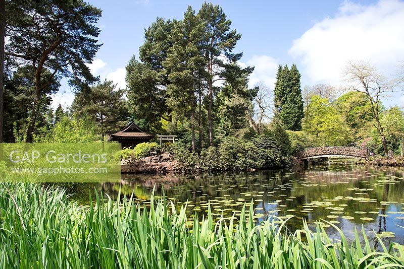 Island with shinto shrine in the Japanese garden, Tatton Park, Cheshire.