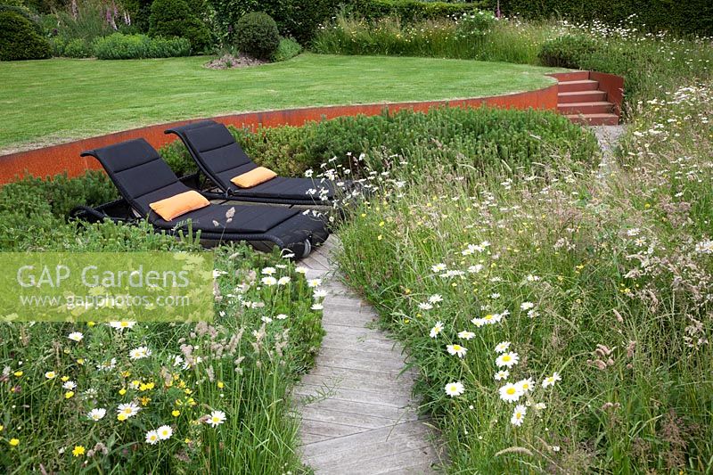 Modern rattan sun loungers on oak decking surrounded by meadow borders with Ox Eye Daisies, Pinus mugo hedge in front of rusted Corten steel walls. 
