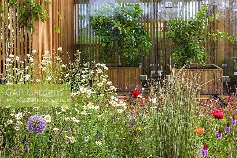 Damp meadow planting with Leucanthemum vulgare in front of modern glasshouses - RHS Garden for a Changing Climate - RHS Chatsworth Flower Show 2017 - Designer: Andy Clayden, Dr Ross Cameron