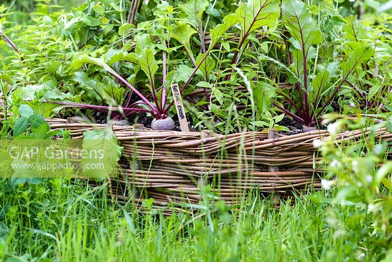 Beetroot 'Rhonda' in a round wicker planter. Belmond Enchanted Gardens - RHS Chatsworth Flower Show 2017. Designer: Butter Wakefield - Gold - People's Choice