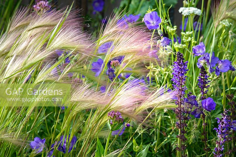 Purple Salvia 'Mainacht', Geranium 'Brookside' and Hordeum jubatum - The Brewin Dolphin Garden - RHS Chatsworth Flower Show 2017 - Designer: Jo Thompson - Best Free Form Garden
