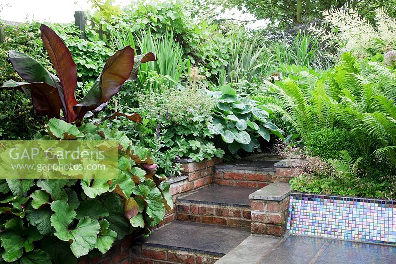 Small modern urban garden full of exotics with brick and slate steps leading to shady border.    Matteuccia struthiopteris in raised mosaic covered bed, underplanted with Saxifraga x urbium. Ensete ventricosum 'Maurelii', Ligularia dentata 'Desdemona', Phormiums, Hostas and Astilbe.