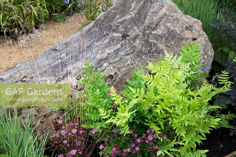 View of the border with Osmunda regalis - royal fern and Astrantia 'Moulin Rouge' next to the stone. Designer: Andy Sturgeon, RHS Watch This Space Garden, Hampton Court Flower Show, 2017