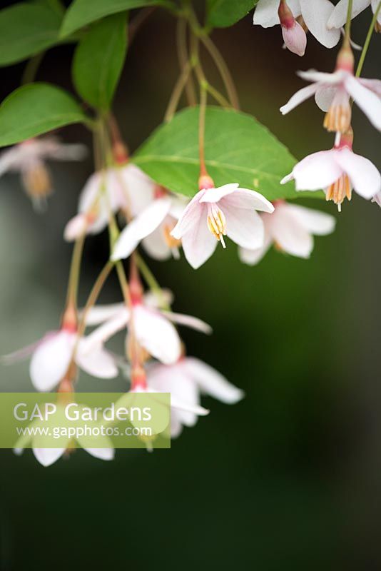 Styrax japonicus 'Pink Chimes' - Japanese snowbell