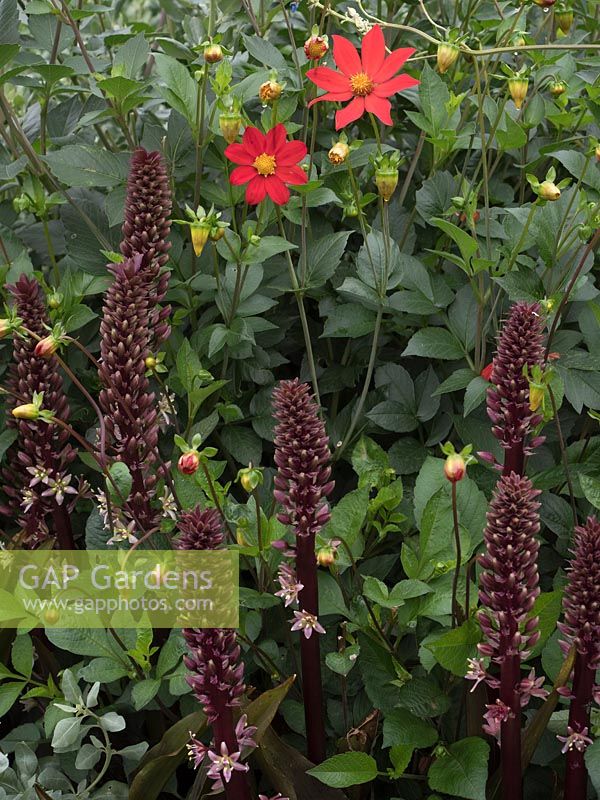 Eucomis comosa 'Sparkling Burgandy' - Pineapple Lily with Dahlia coccinea var palmeri 