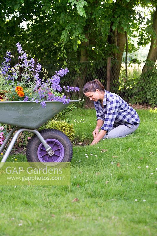 Planting summer flowers into flower bed