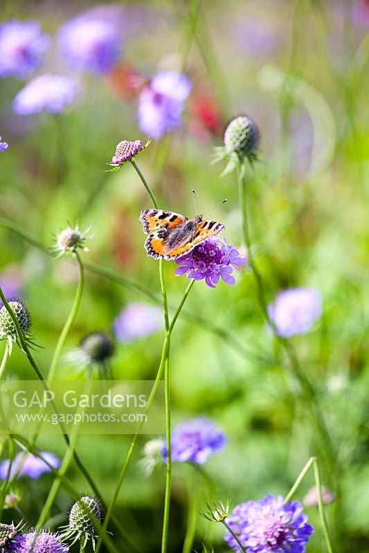 Scabiosa columbaria with a Butterfly