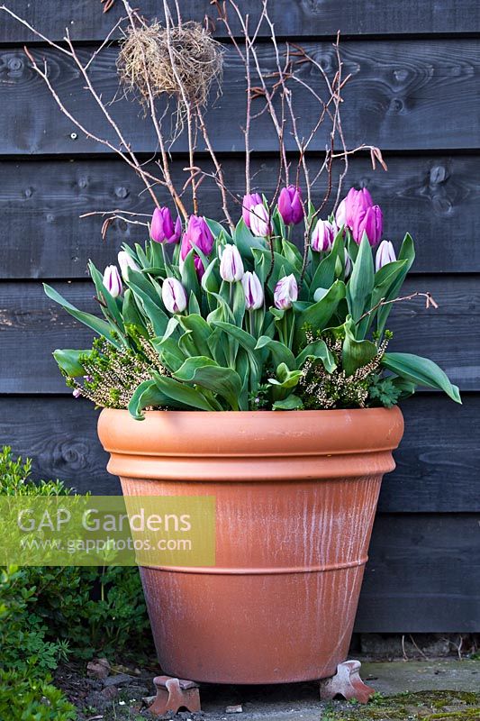 Terracotta pot of tulips. Tulipa 'Flaming Flag' and Tulipa 'Purple Flag'