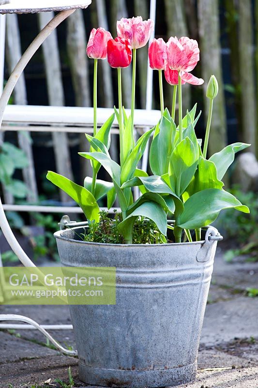Metal bucket planted with Tulipa triumph 'Hemisphere'.