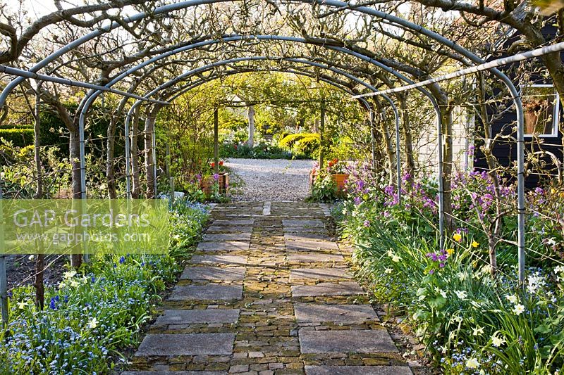 Trained pear pergola in spring underplanted with spring flowers - daffodils, Muscari, Myosotis - Forget me not and honesty.