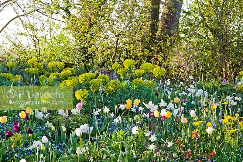 A colourful spring display of tulips, daffodils,   Mediterranean spurge, alliums, forget me nots. Design: Thea Maldegem