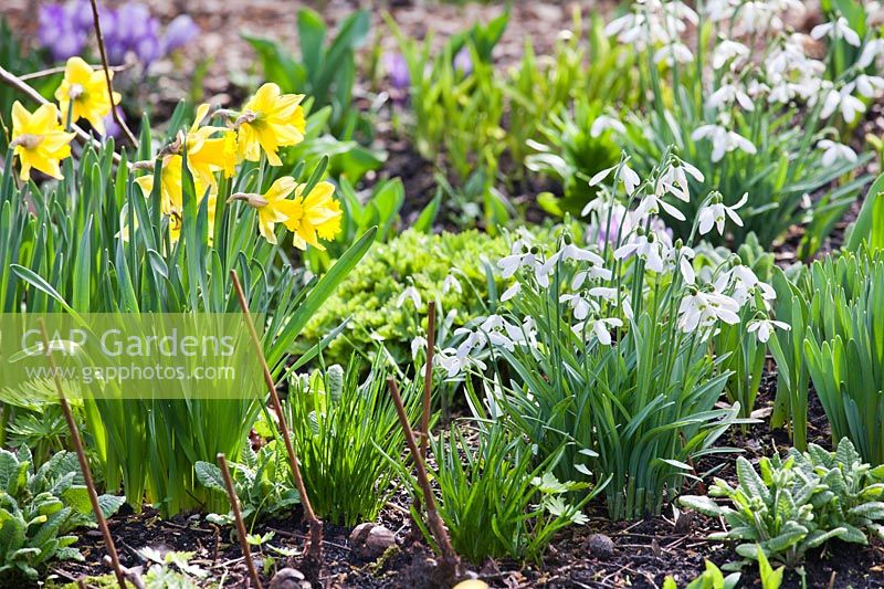 Early spring border with daffodils and Galanthus elwesii.