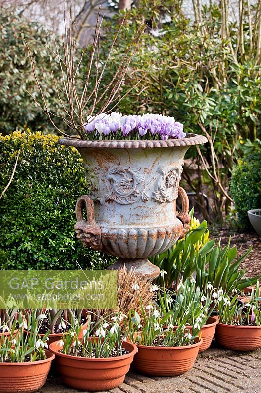 Early spring display of potted snowdrops and decorative urn planted with Crocus vernus.