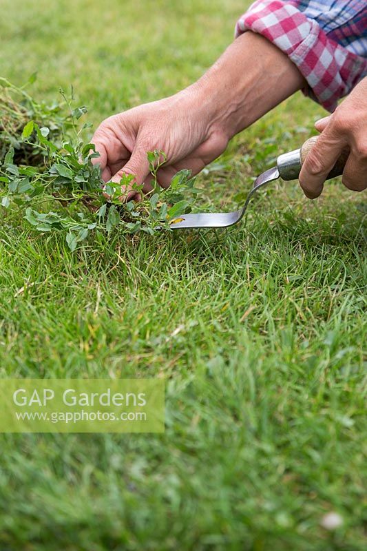 Woman using a handtool to remove bindweed from lawn